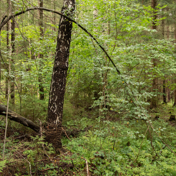 Ekologisen kestävyyden ohjelmansa mukaan Metsä Group suosittelee lehdoille ensisijaisesti luonnonhoitoa