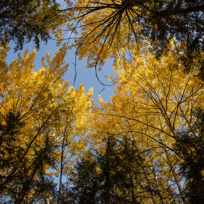 Metsä Group säästää harvoin esiintyvät lehtipuut puunhankinnassa