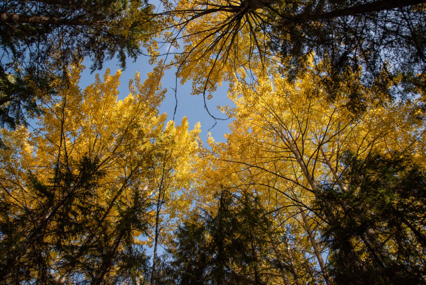 Alhaalta ylöspäin otettu kuva metsästä. Tummia havupuita ja keltaisia lehtipuita. Välistä pilkahtaa sinistä taivasta.