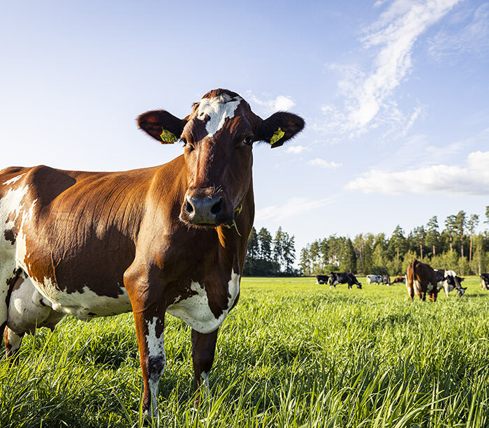 Valiolta uusi taloudellinen kannustin maitotilayrittäjille: tavoitteena lisätä lehmien laidunnusta, luonnon monimuotoisuutta ja ilmastotoimia