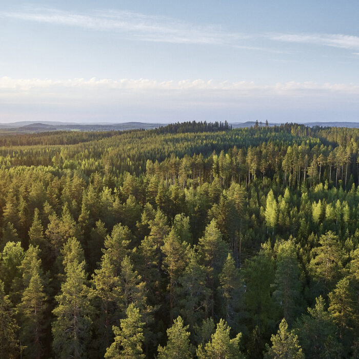 <strong>Metsä Group historiallisessa käännekohdassa – ottaa käyttöön uudistavan metsätalouden periaatteet</strong>