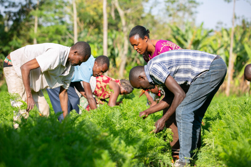 Tansanialaisella viljelmällä. Vehreää kasvustoa poimimassa viisi ihmistä. Taustalla sinistä taivasta ja vihreitä puita.