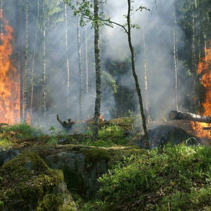 ”Luonnonkatastrofien ennaltaehkäisy tulee aina edullisemmaksi kuin tuhojen korjaaminen” – LähiTapiola lahjoittaa 200 000 euroa WWF:n uuteen rahastoon